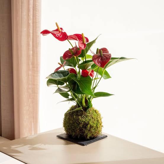 Anthurium andraeanum Linden 斑入り