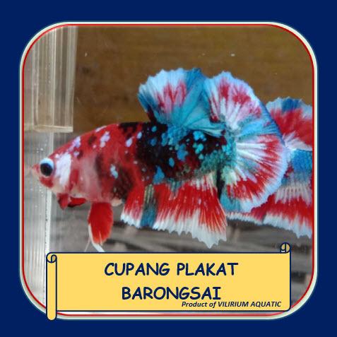 Jual Ikan Cupang Hias Plakat Terlengkap Terbaik Harga Murah