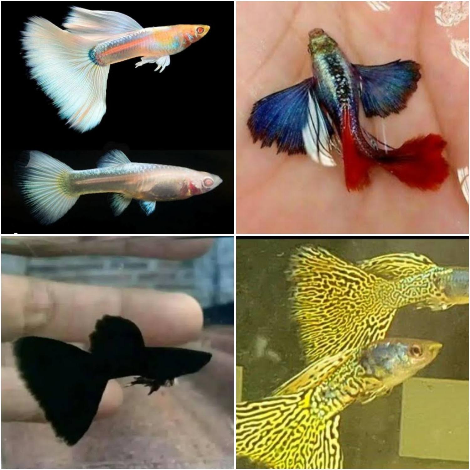 Iklan Gapi Jenis Ikan Guppy Ikan Guppy: Ikan Hias Yang Awalnya Buat Pengendali