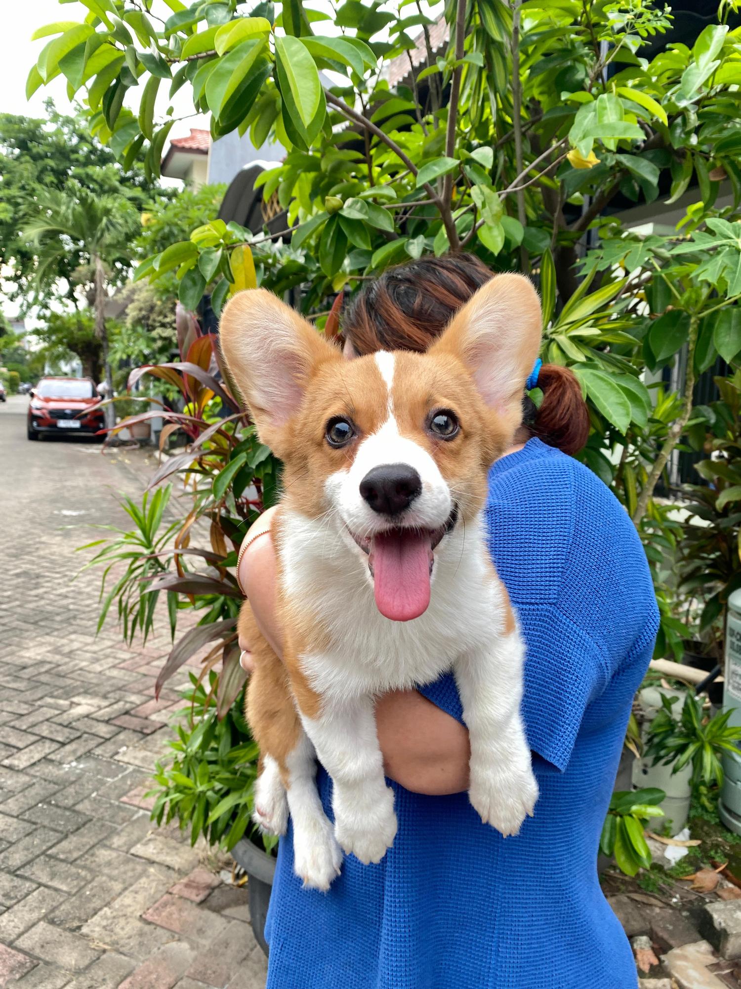 Corgi Poodle Mix Welsh Corgi Hypoallergenic Corgi Toy Poodle Corgi