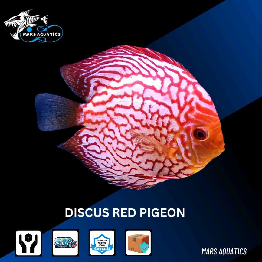 Jual Ikan Discus Premium Murah Terbaik Harga Terbaru Oktober