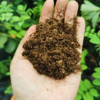 Jual Peat Moss Terbaik - Harga Murah December 2021 Cicil 0 Jual Peat Moss Terbaik - Harga Murah December 2021 Cicil 0