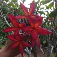 Jual Kamboja Merah Di Kabupaten Bogor Harga Terbaru 2021