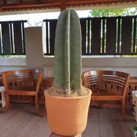 TANAMAN HIAS KAKTUS KOBOI BELIMBIMG