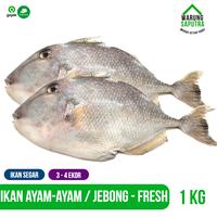 Jual Ikan Etong Terdekat - Harga …