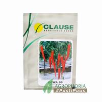 Benih Cabe Besar Dewa 66 10 Gram - CLAUSE