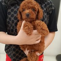 jual teacup poodle