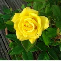 TANAMAN HIAS BUNGA MAWAR KUNING