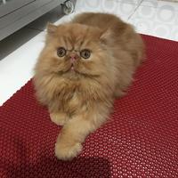 Jual Adopsi Kucing Terlengkap & Terbaik - Harga Murah August 2021