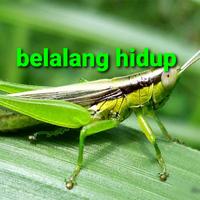 Jual Belalang Hidup Di Jawa Timur Harga Terbaru 2021