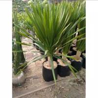 Jual Pandan Bali Terdekat Harga Murah Grosir July 2021