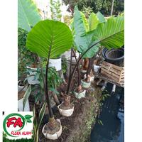 Tanaman Hias Keladi Hitam / Talas Hitam