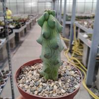 Kaktus Import Unik Myrtillo - Kaktus Murah - Gratis Pot dan Media
