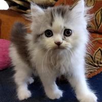 Jual Kucing Adopsi Terlengkap & Terbaik - Harga Murah July 2021