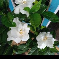 Jual Melati Wangi Murah Harga Terbaru 2021