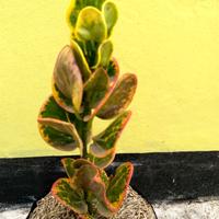 Jual Tanaman Puring Apel Terbaik - Harga Murah Mei 2024 & Cicil 0%