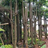 Jual Pohon Pule Terbaik - Harga Murah November 2022 & Cicil 0%