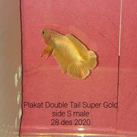 Ikan Laga Warna Emas