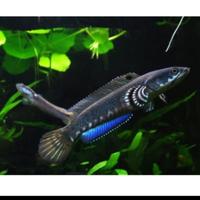Channa Blue Pulchra