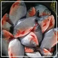 Ikan Bawal Merah Segar PO 1HARI