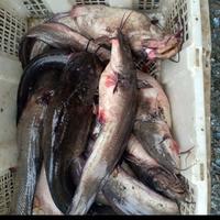 Jual Ikan Sembilang Terdekat Harga Murah Grosir November 2021