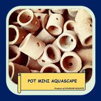 Tanaman Aquascape