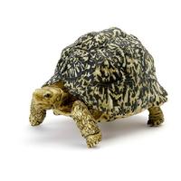 ivory leopard tortoise