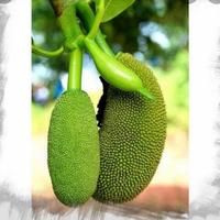 Buah babal nangka muda