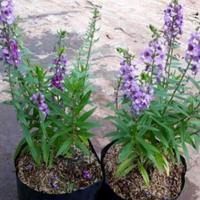 tanaman lavender anti yamuk