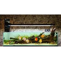 aquascape discus