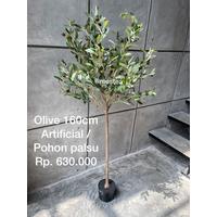 Jual Pohon Olive Terbaik Harga Murah January 2022 Cicil 0