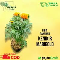 Tanaman Hias Bunga Kenikir Marigold