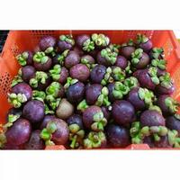 Buah Manggis 1/2Kg