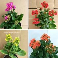 Jual Bebek Hias Terlengkap Terbaik Harga Murah August 21