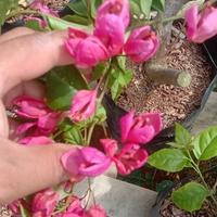 Bougenville Anggur merah