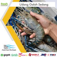 Jual Udang 1 Kg Murah Harga Terbaru 2021 Jual Udang 1 Kg Murah Harga Terbaru 2021