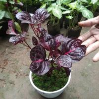 Jual Tanaman Hias Bayam Merah Murah Harga Terbaru 2021