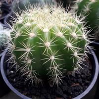kaktus Echinopsis calochlora
