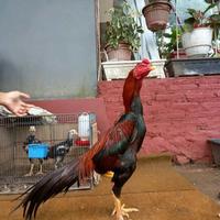 Ayam Ekor Lidi
