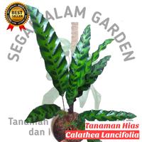 Tanaman Hias Calathea