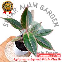 Tanaman Hias Aglonema