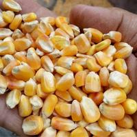 Jual Jagung Pipil Kering Murah Harga Terbaru 2021 Jual Jagung Pipil Kering Murah Harga Terbaru 2021