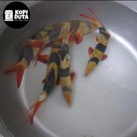 Aquascape