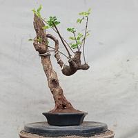 Jual Bonsai Ileng Ileng Di Jawa Timur Harga Terbaru 2021