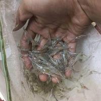 Harga Ikan Di Pantai Selatan Yogyakarta Naik