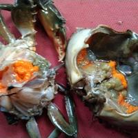 Jual Kepiting Telur Hidup Murah Harga Terbaru 2021