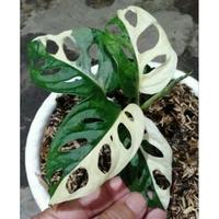 Jual Janda Bolong Variegata Terbaik Terbaru May 2021 Harga Murah