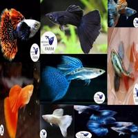 Jual Jenis Ikan Guppy Terlengkap Terbaik Harga Murah November 2021