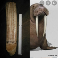 1950 Barang Antik Pusaka Gigi Giant Dugong / Sea Walrus 600KG++ Langka