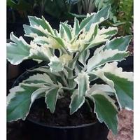 Jual Tanaman Hias Cocor Bebek Terbaik Harga Murah September 21 Cicil 0